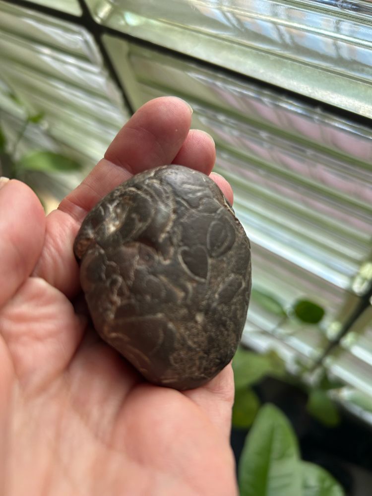 My favourite pocket rock (with fossils)