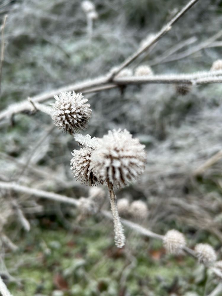Icy plant balls