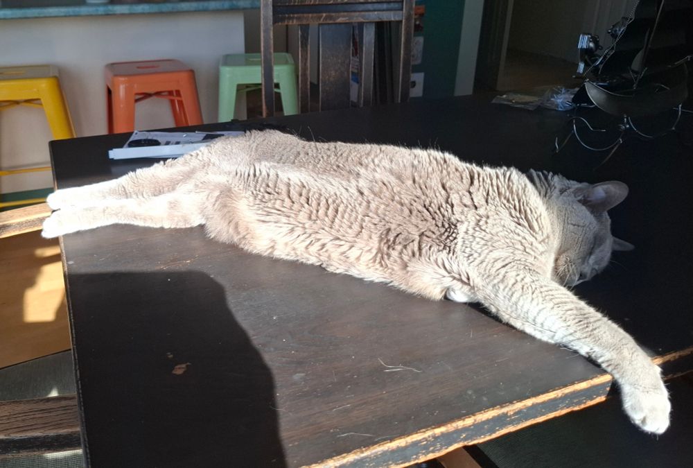A smug grey cat draped diagonally across a wooden table soaking up a sunbeam. 
