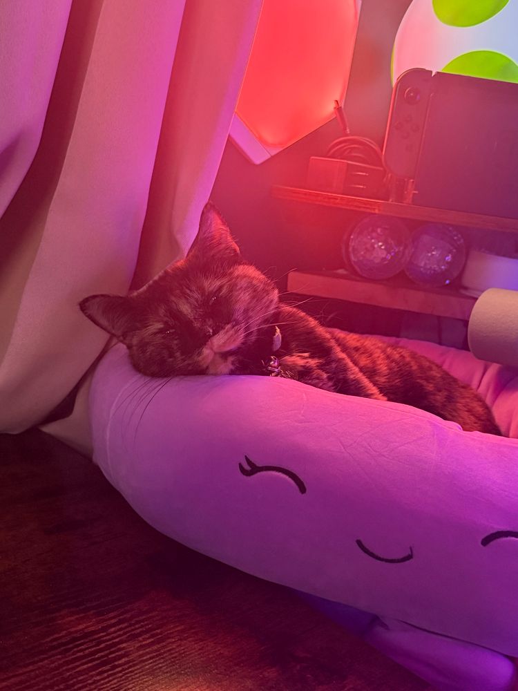Gremlin the cat in her new birthday bed