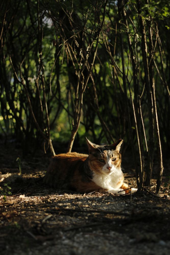 녹색의 배경 뒤로 여러 식물 줄기들 옆에 삼색고양이가 흙바닥에 누워 있습니다