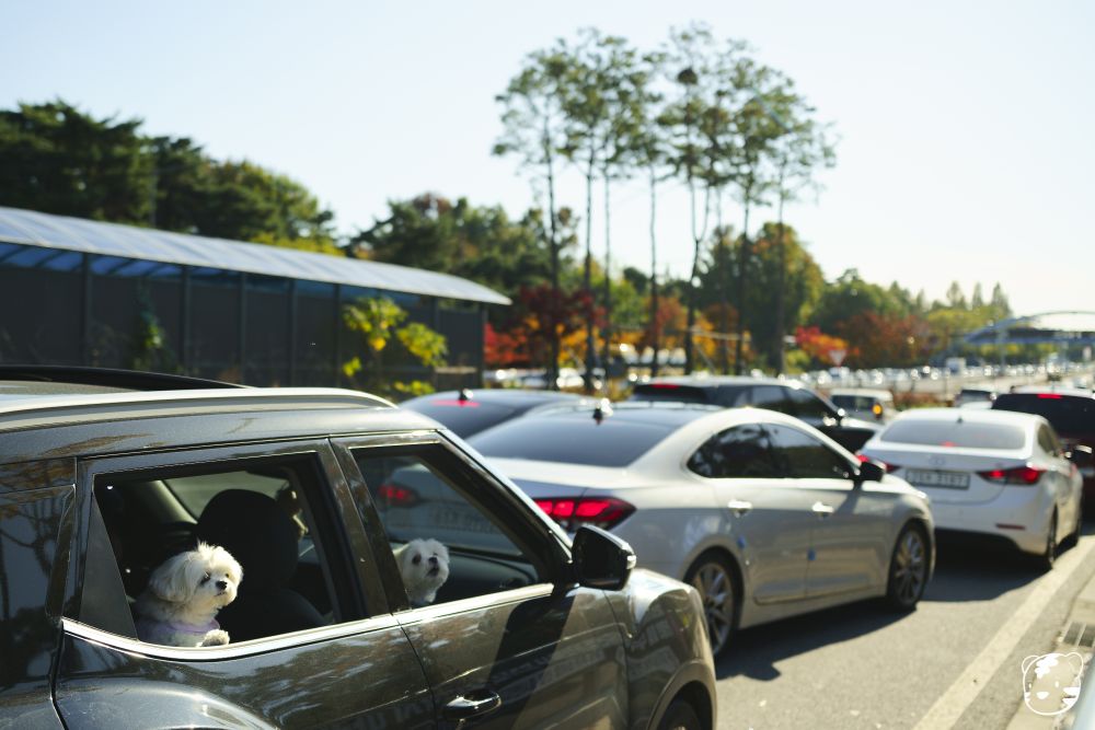 With strong sunlight, green and few red & yellow trees at the side, the road is completely packed with passenger cars. The dark small SUV at the left and bottom corner is having two white Maltese dogs as the passengers, longingly looking outside of the car and barking.

강한 햇빛 아래 초록색, 그리고 몇몇 빨갛고 노란 나무들이 둘러싸고 있는 가운데 도로에 승용차들이 한가득합니다. 왼쪽 밑에 있는 어두운 색상의 SUV에 하얀 말티즈 개 두 마리가 있습니다. 뒷자석에 있는 한 마리는 창문 밖을 시무룩하게 내다보고 있고, 앞좌석에 있는 한 마리는 차 안에서 짖고 있습니다. 