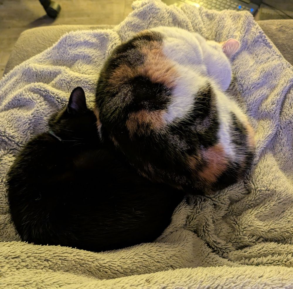 mes deux chats, tika à gauche (chat noir) et punani à droite (chat blanc écailles de tortue ?) toutes les deux en boules sur le canapé l'une contre l'autre