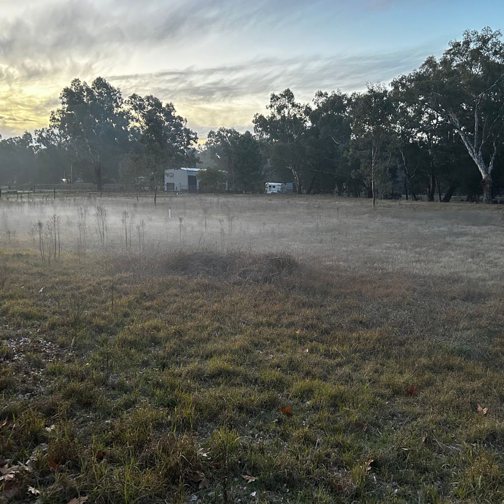My bottom paddock, which floods pretty readily, bears a light sheen of mist, later to become a bloody thick fog.