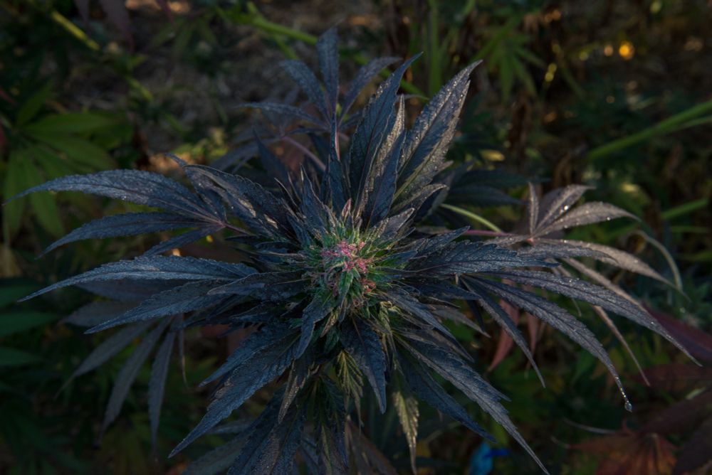 Female cannabis plant in flower prior to harvest. Magenta pistils and dark green leaves in sunset light.