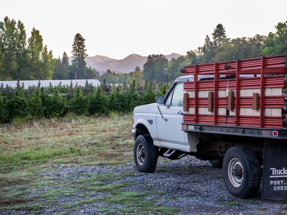 A pick up truck sits in front of a cannabis field I. Southern Oregon