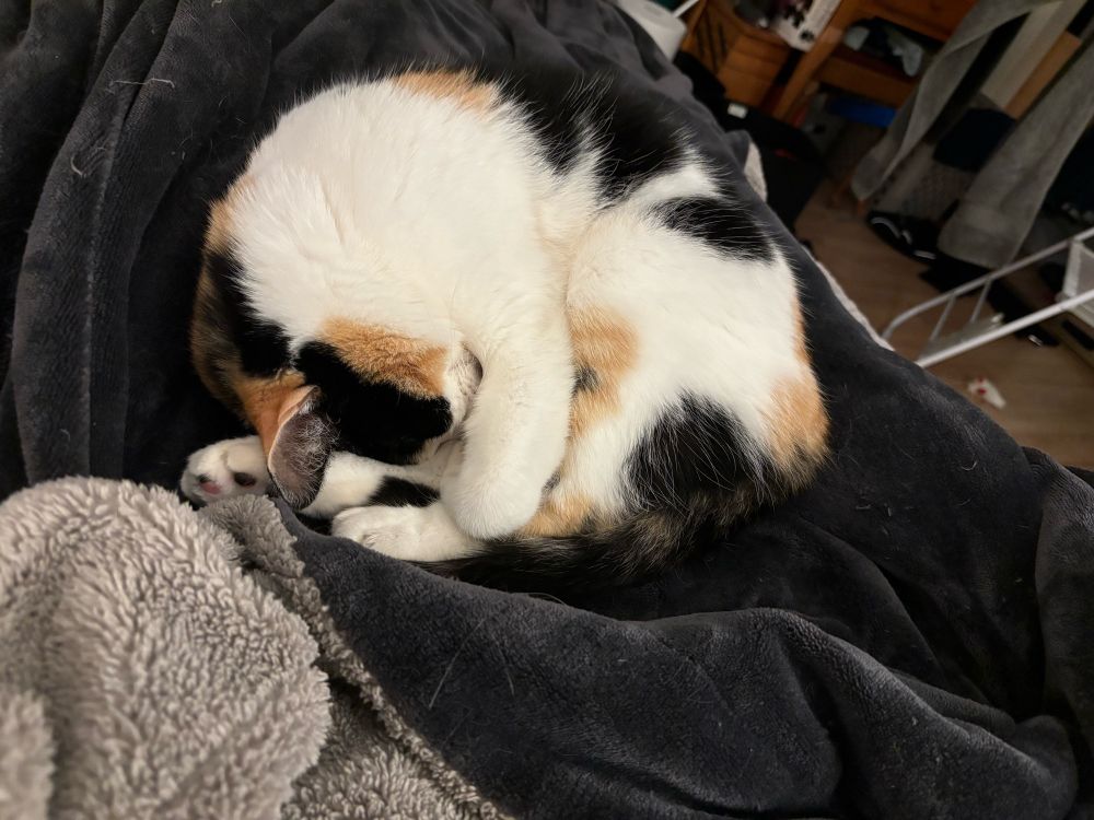A calico cat curled up in a ball