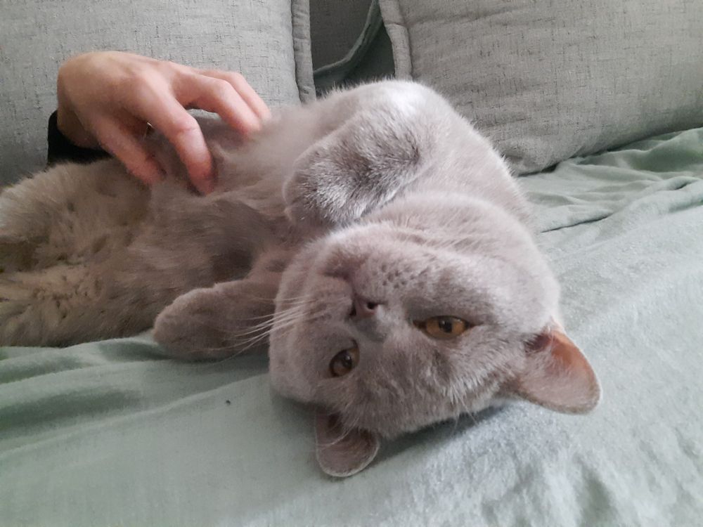 A grey cat scratched on his tummy 