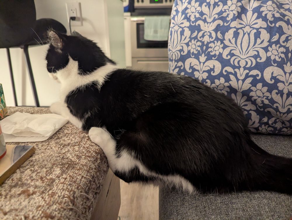 Elaichi, a tuxedo cat, sitting with her front and back paws on a table and her butt on a couch. There is space between the table and couch, making Elaichi a bridge across both.