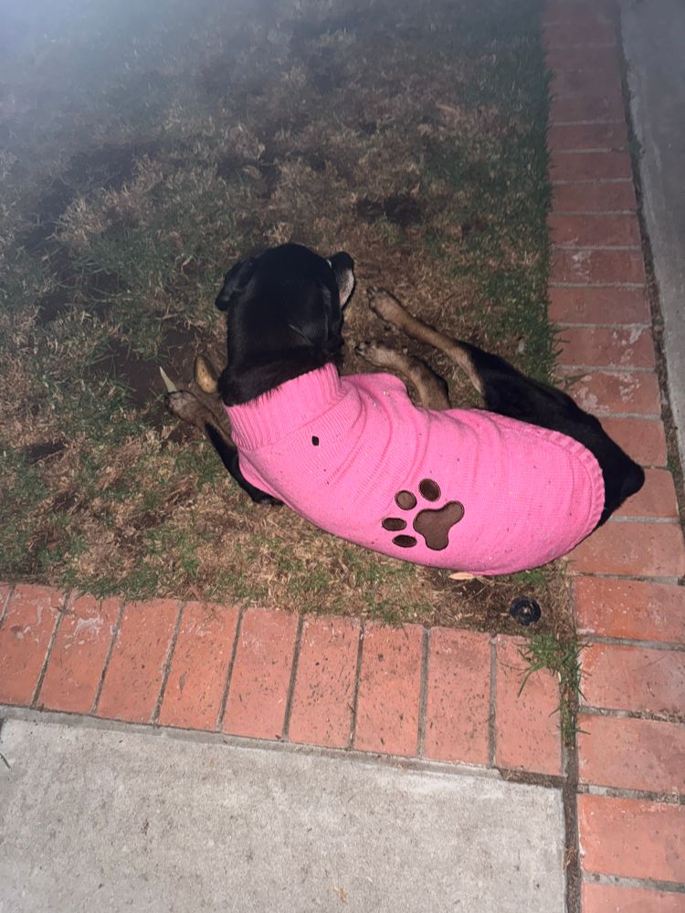 A Rottweiler dog wearing a pink sweater with a large black paw print on the sweater 