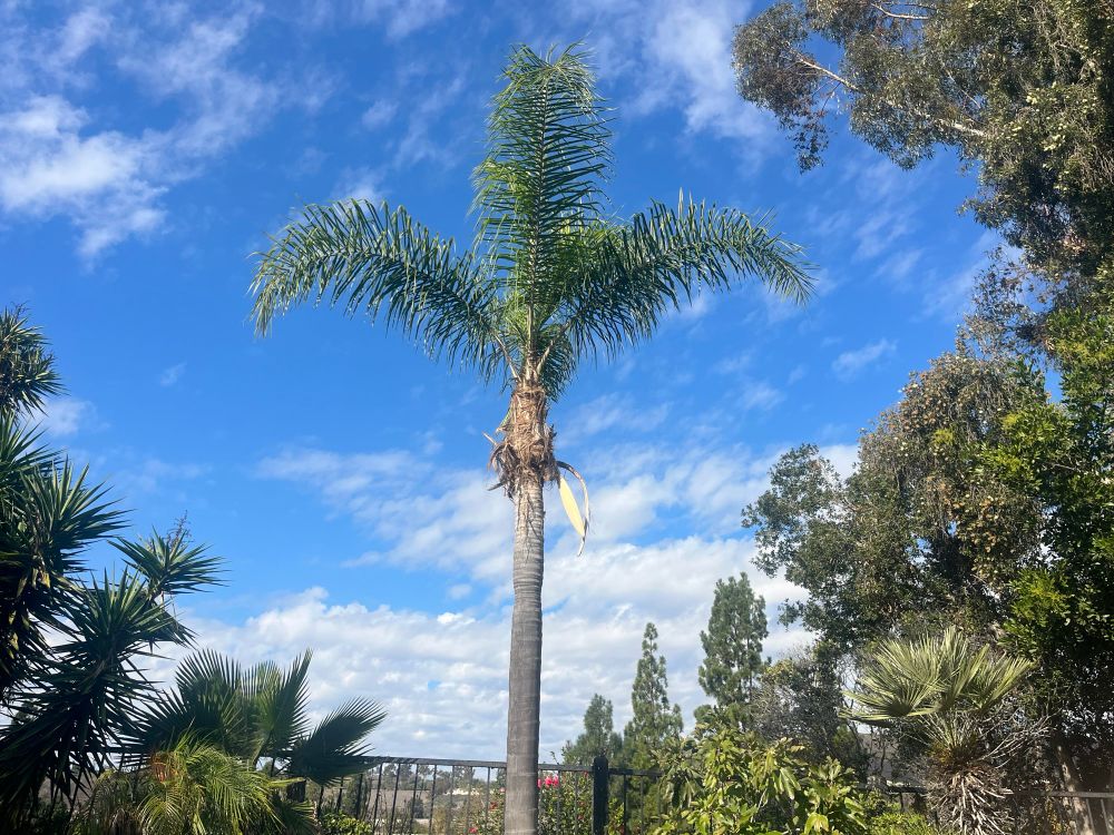 White clouds blowing in as the front end of a storm, behind a palm tree 