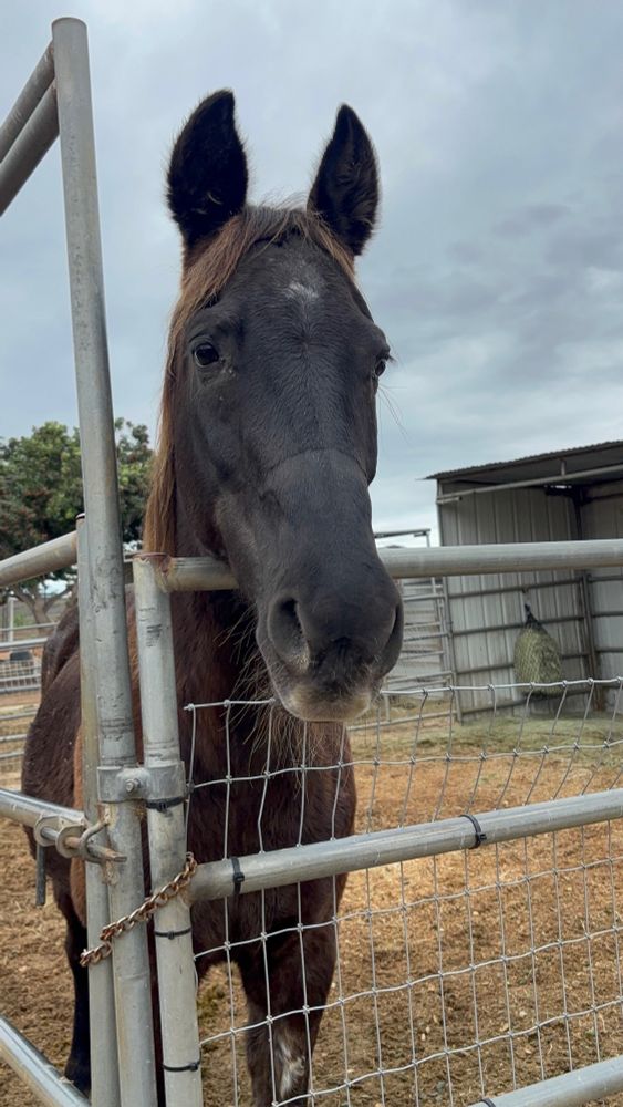 A brown rescue horse in a corral 