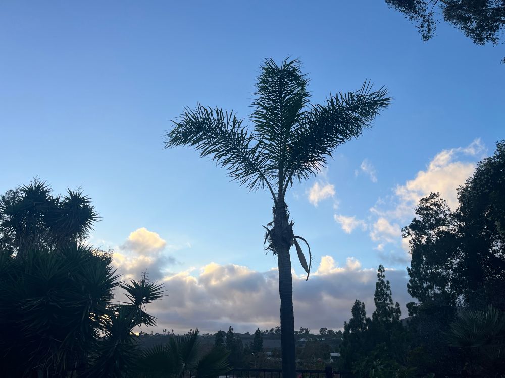 Marine layer blowing in off ocean with a palm tree up close 