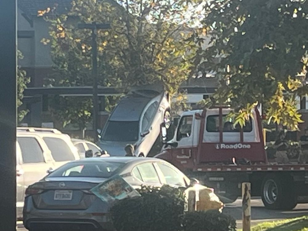 A car leaning vertically upon a tree