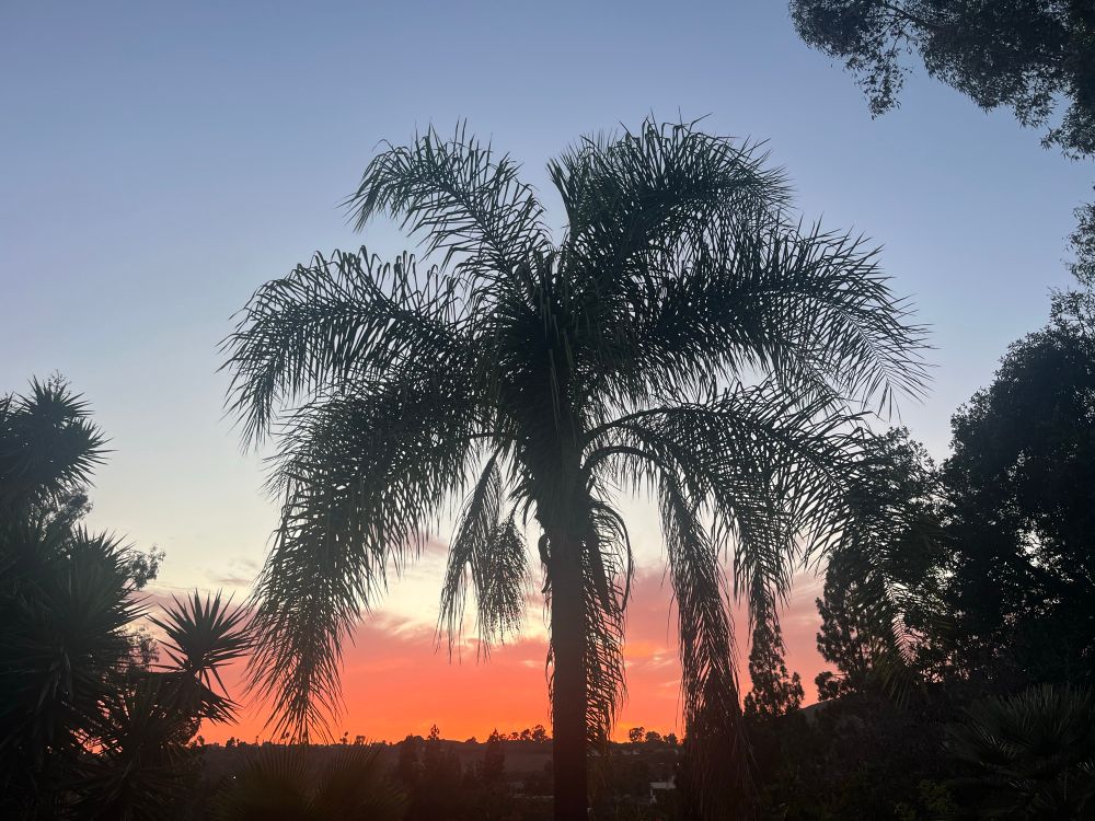 Sunset in pink w a palm tree 