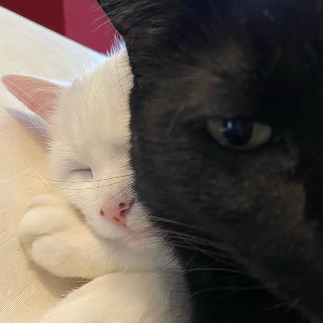 Black cat staring at the camera protectively, in front of a white cat that is sleeping