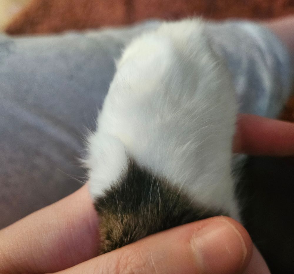 A picture of a cats paw, the the marking looks like a sleeve with a hole for a thumb with the toes all being white