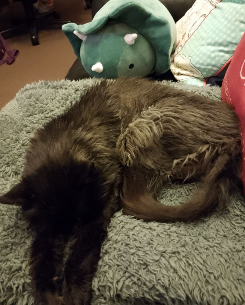 Black floofy cat sleeping curled up with front paws stretched out on a grey fuzzy blanket. Bonus new soft cuddly triceratops in the background.