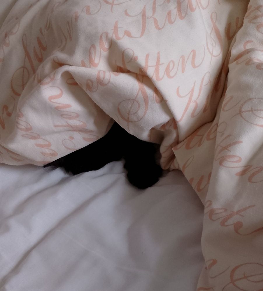 A black floofy paw and part of a black floofy face poke out from under a quilt with "sweet kitten" written on it.