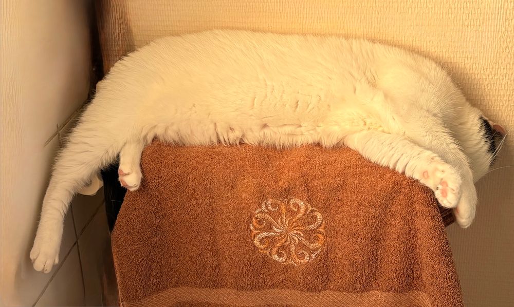 Allongée sur le côté, une serviette sur un radiateur. Suzie. 