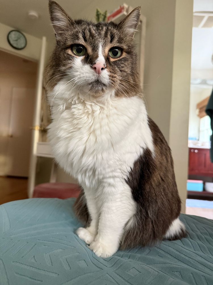 Puffy tabby cat with green eyes making a slightly angry but gentle face 