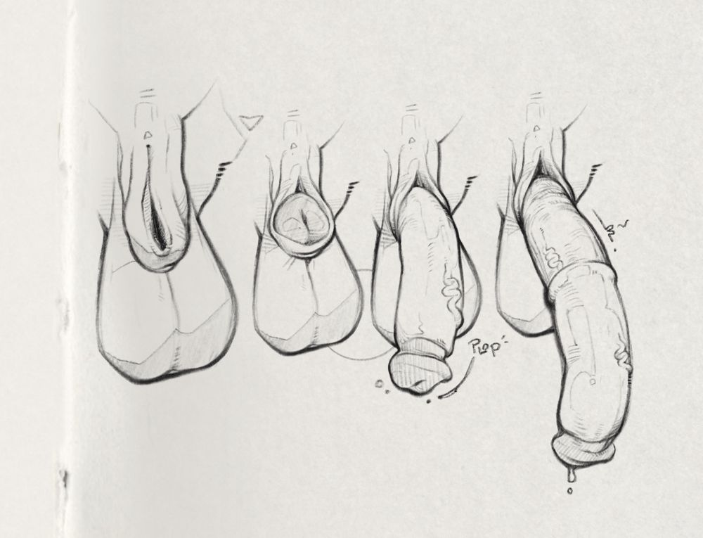 A series of four drawings of a sheathed cock and heavy, full balls. The head of the cock first peeks out before the full length of the shaft slips forward, dropping and hanging with the weight of itself. 