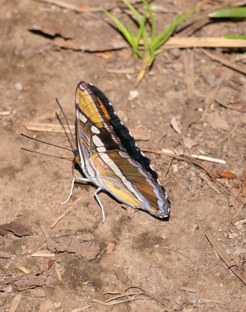 California sister butterfly with wings up