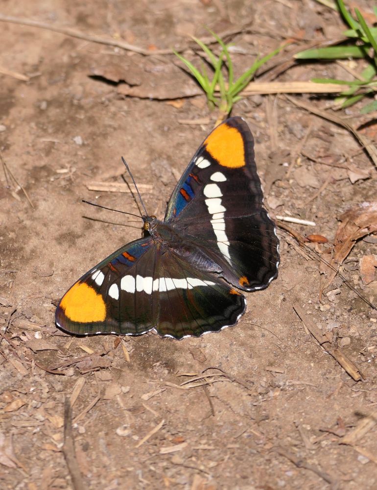 California sister butterfly with wings open