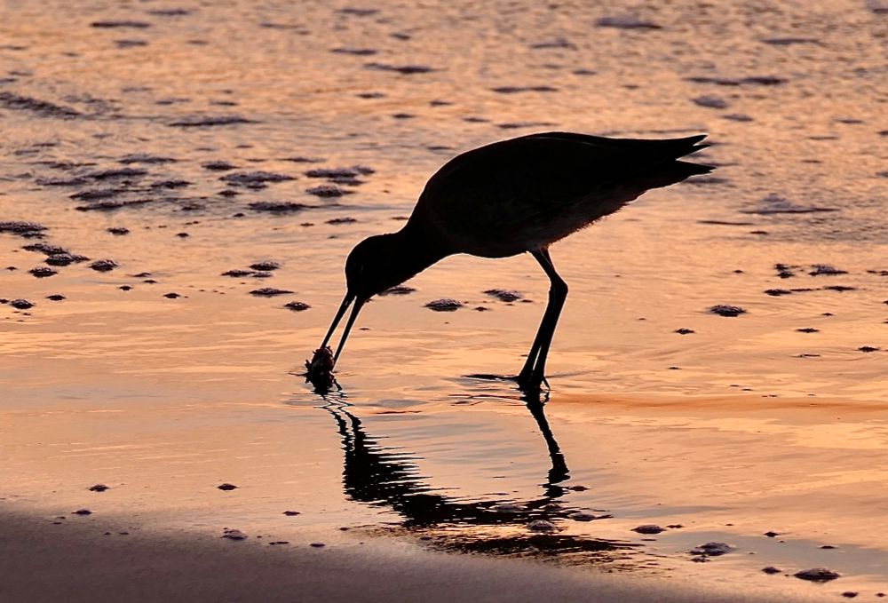 Willet at sunset plucking. Sand crab off the beach. 