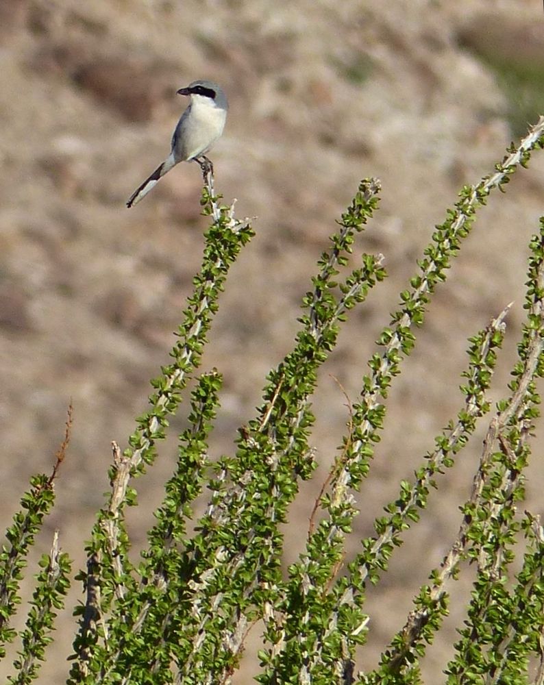 Loggerhead shrike on ocotillo