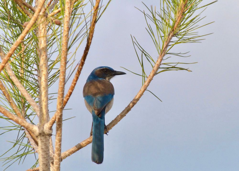 CA Scrub Jay on pine branch in fog