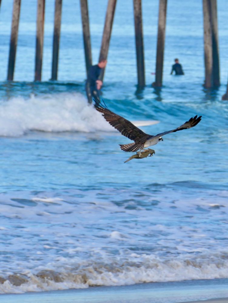 Osprey flying up the beach with a fishing 