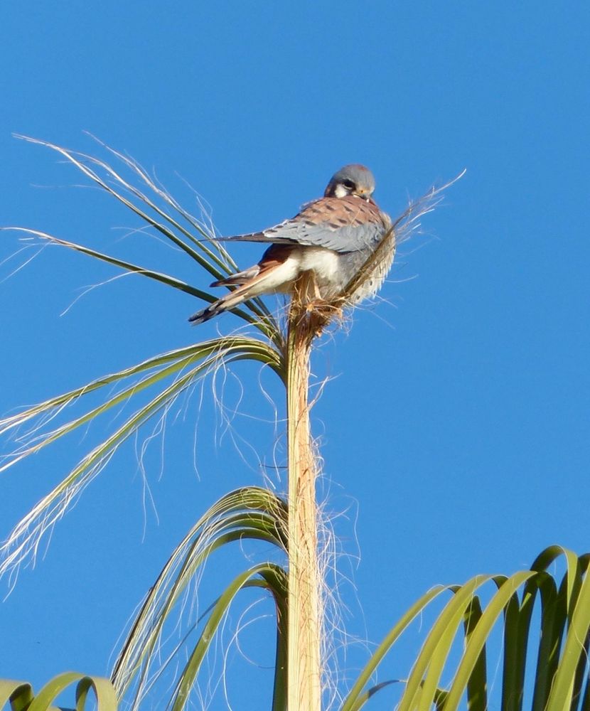 Male American kestrel poofed up on a palm tree