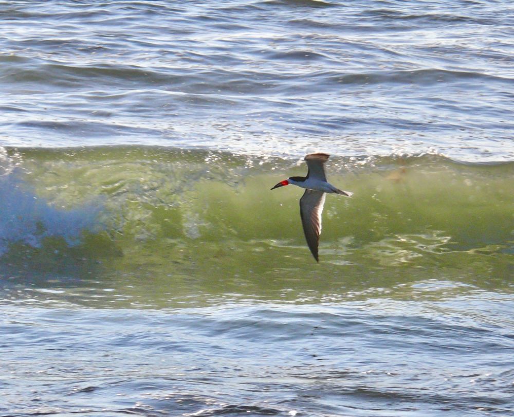 Black skimmer skimming.