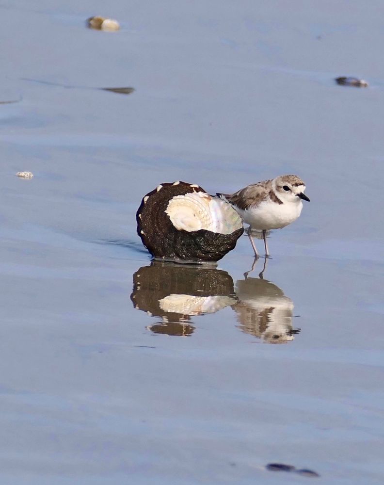 Endangered, snowy plover standing next to a wavy turban snail shell