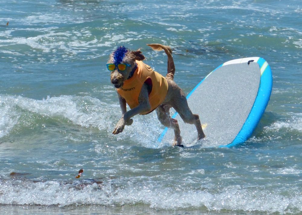 Dog leaping off a surfboard after riding a wave. 