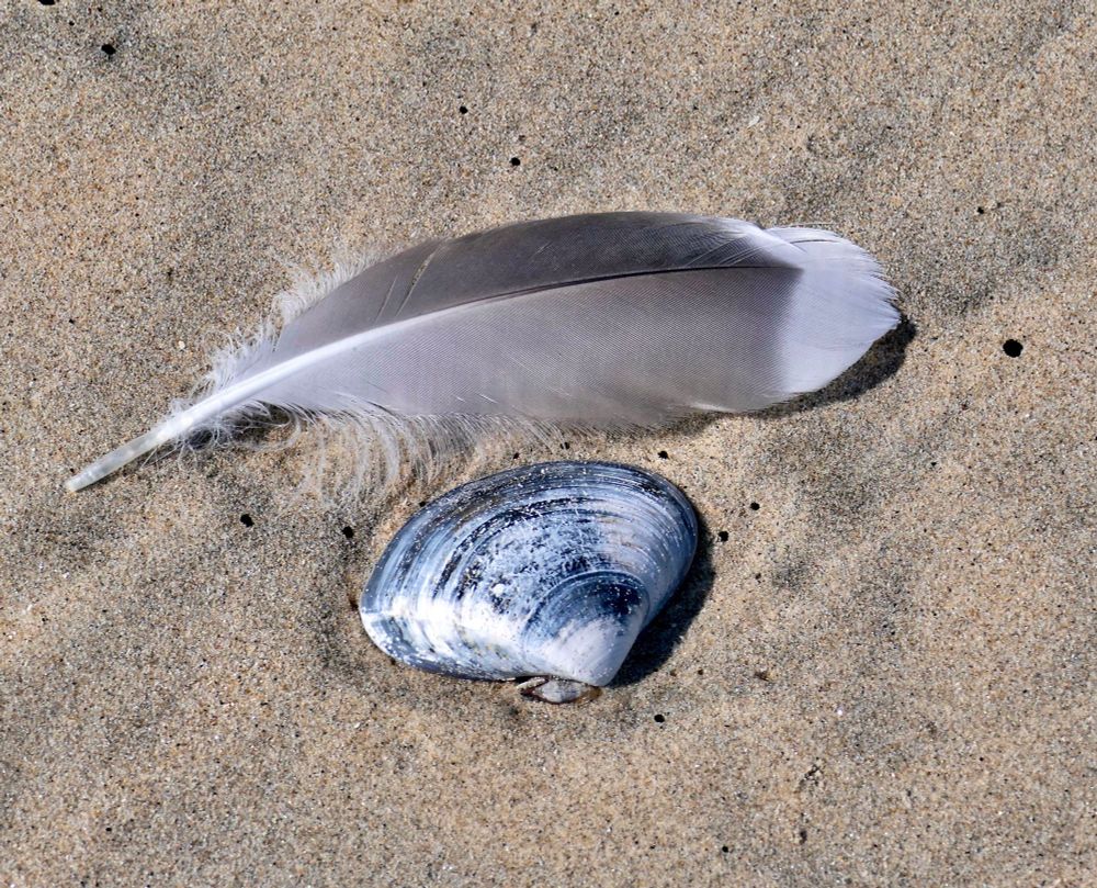 Western gull feather and clam shell