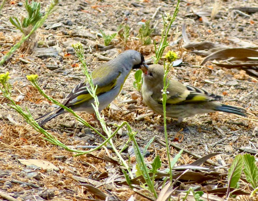 Lawrence’s goldfinch feeding fledgling