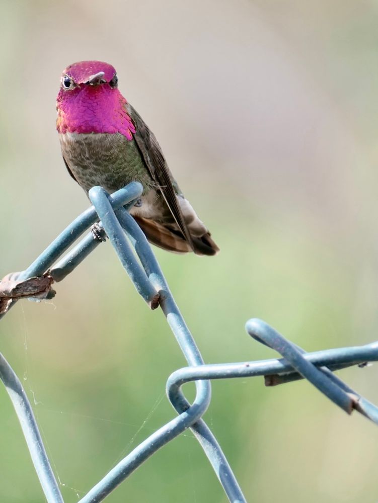 Male Anna’s hummingbird in his glory. 