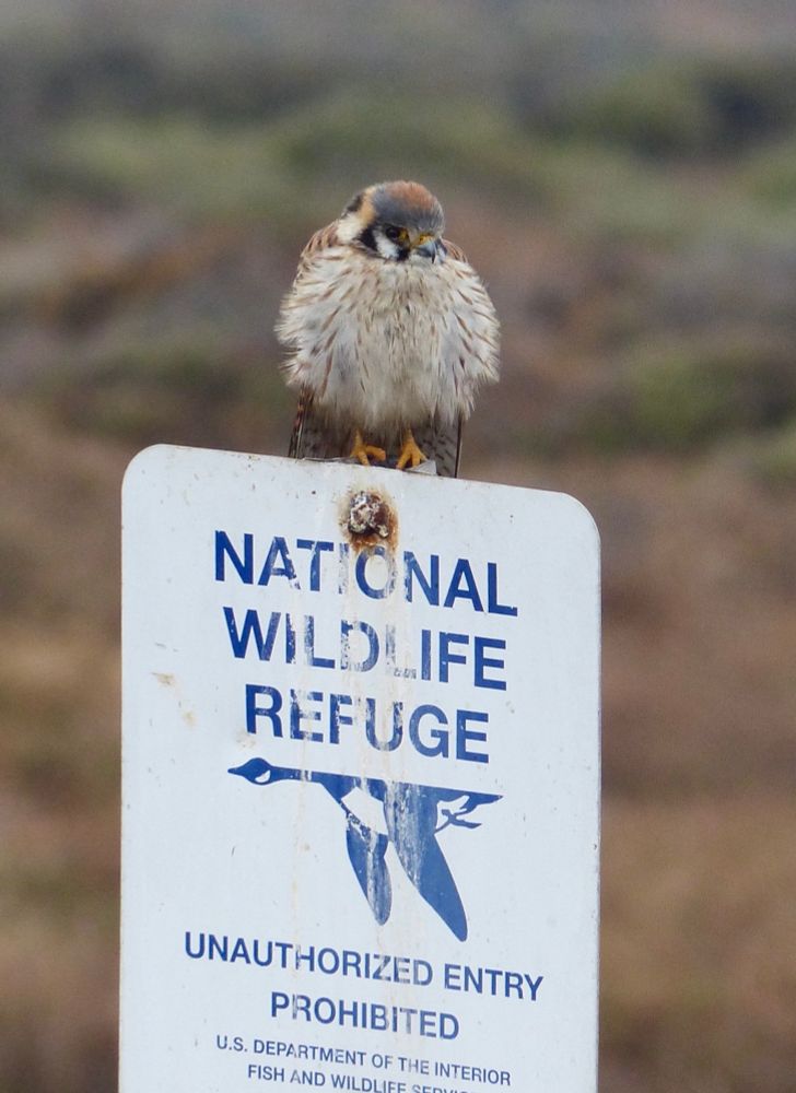 Female American kestrel on a sign.  San Diego