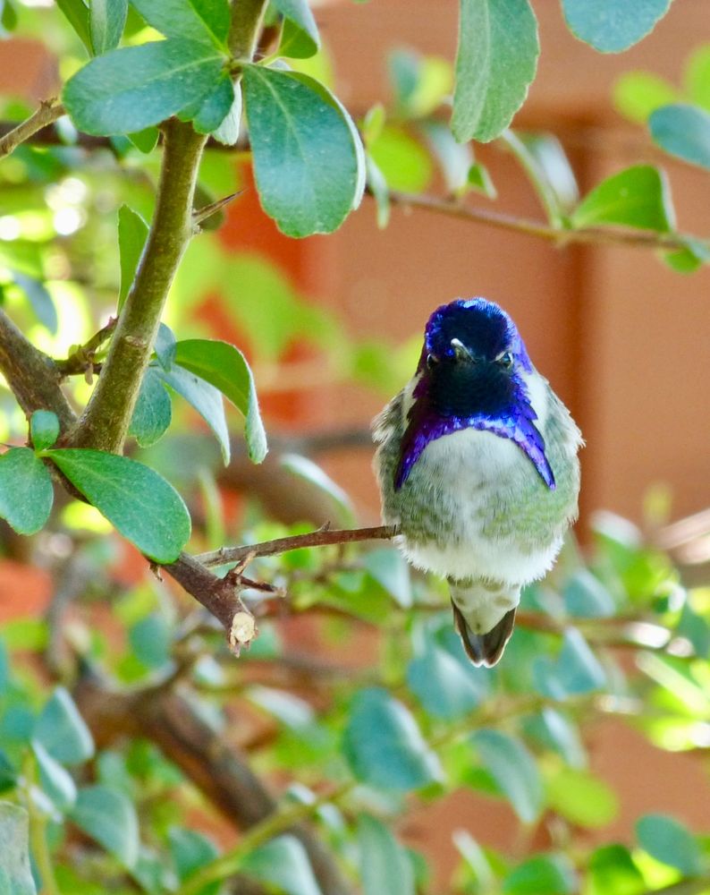 Make Costa’s hummingbird 