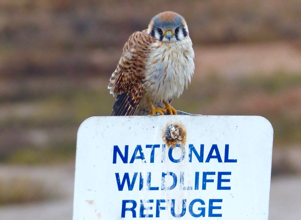 Female American kestrel on a sign.