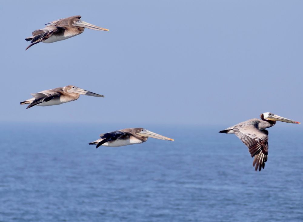 Brown pelicans cruising the coast. 