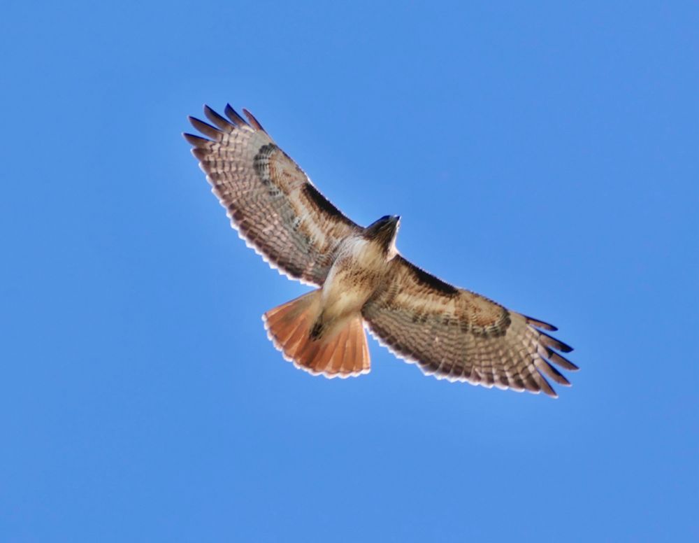 Soaring red-tailed hawk