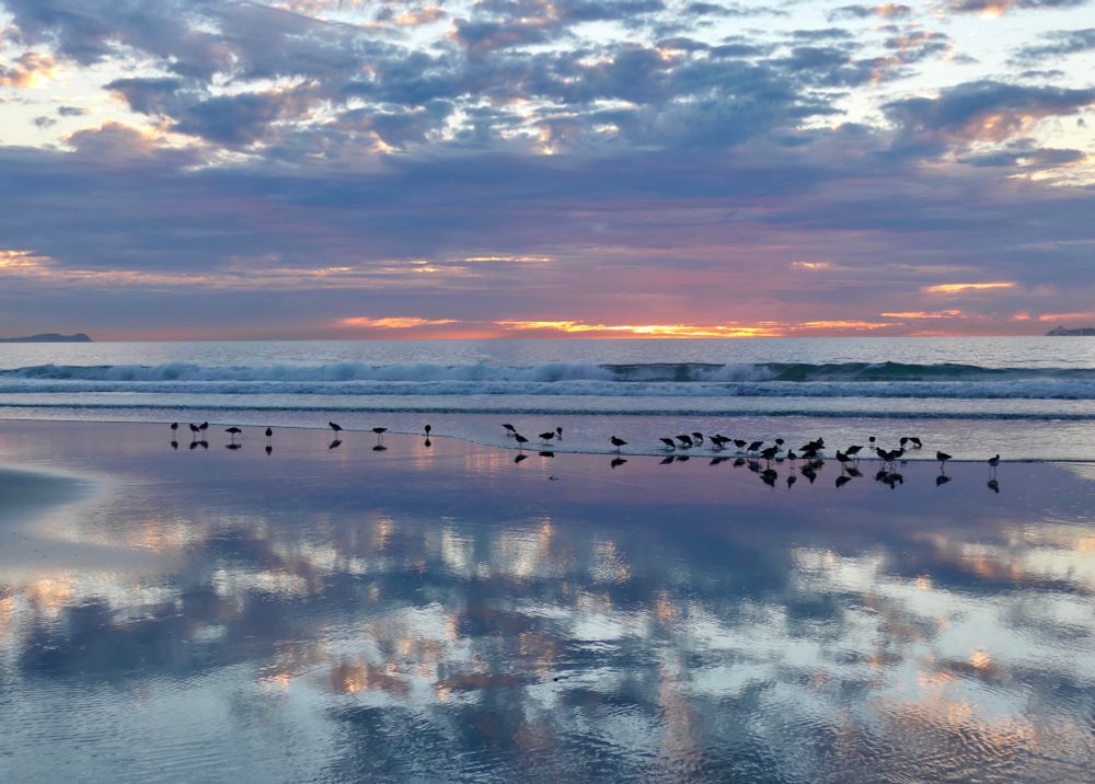 Willets at sunset on the beach. Low tide. 