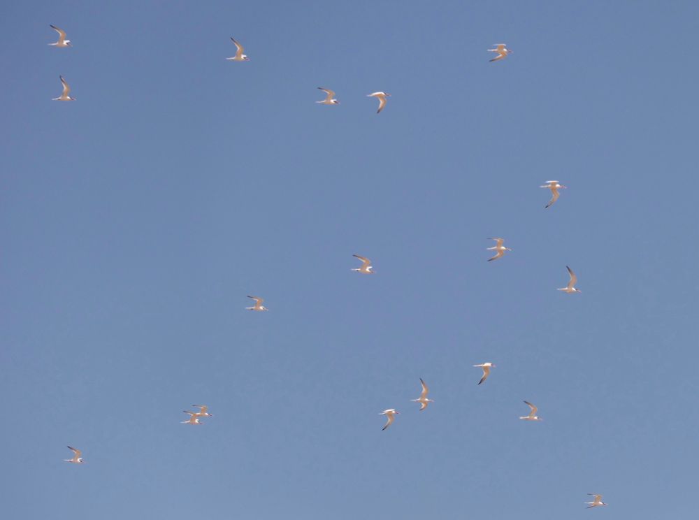 All photos elegant terns