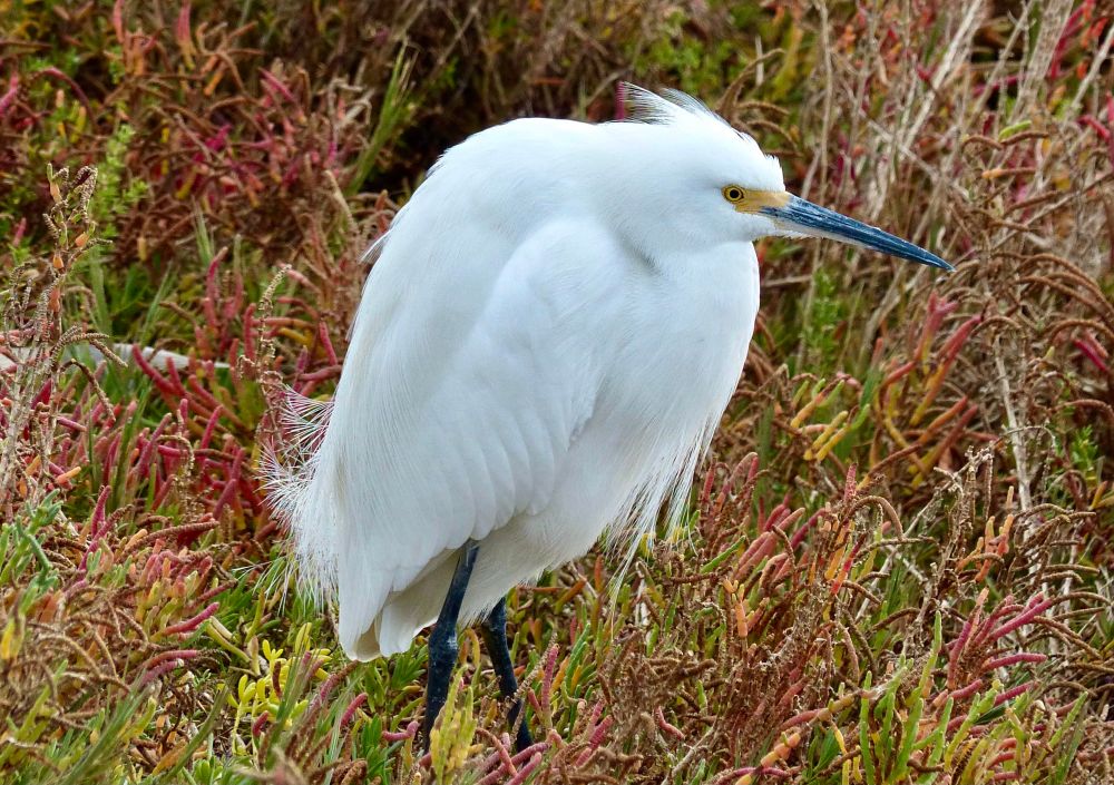 Snowy egret in pickleweed at the estuary 