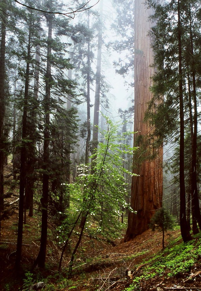 Fog coming through the trees in Sequoia Nat’l Park.  