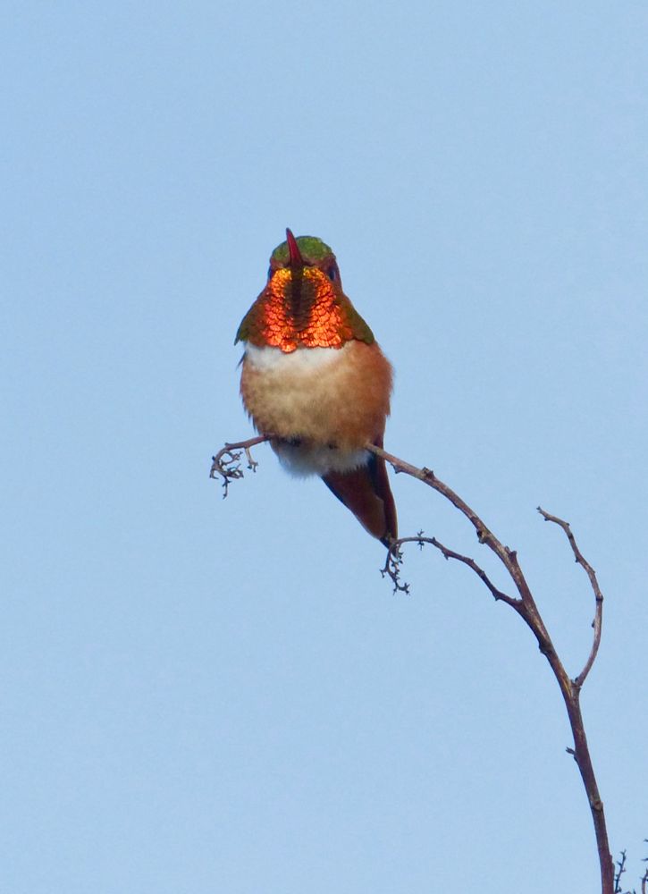 Male Allen’s hummingbird 