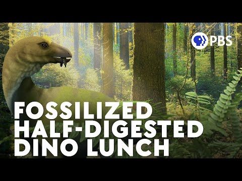 When Dinosaurs Threw Up A Mystery